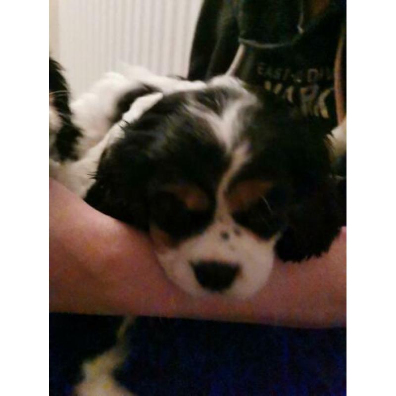 Puppies honden