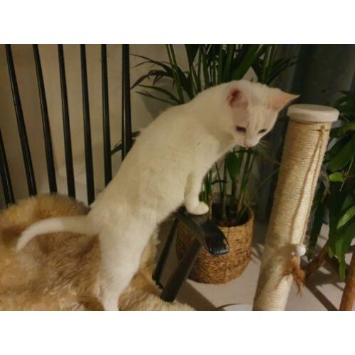 Turkse Van kitten met toebehoren