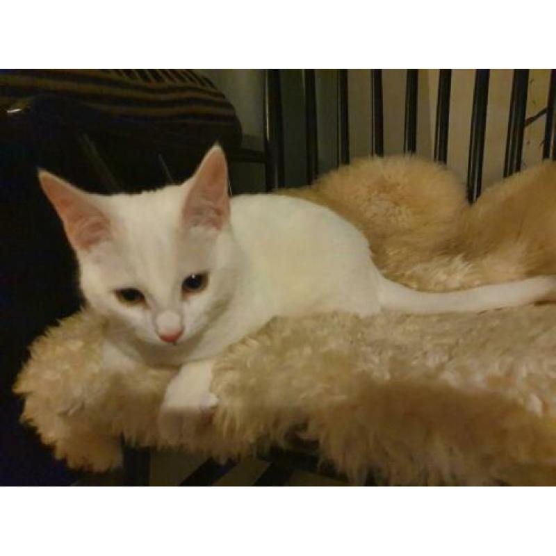Turkse Van kitten met toebehoren