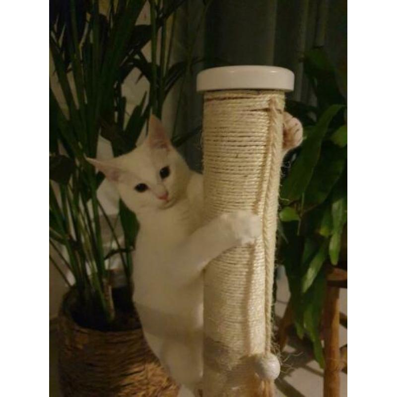 Turkse Van kitten met toebehoren