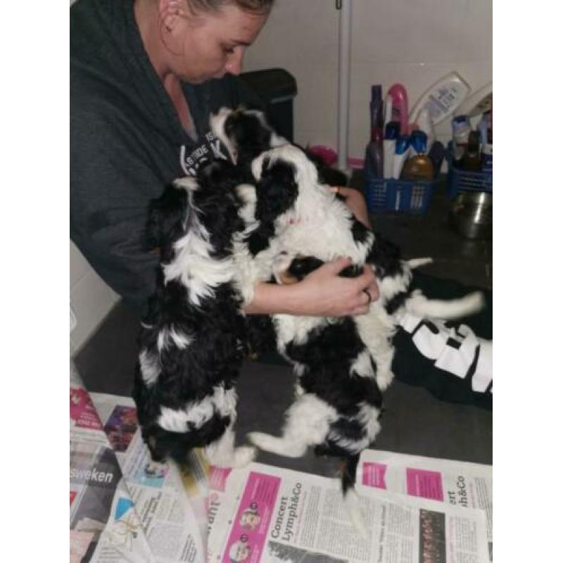Puppies honden