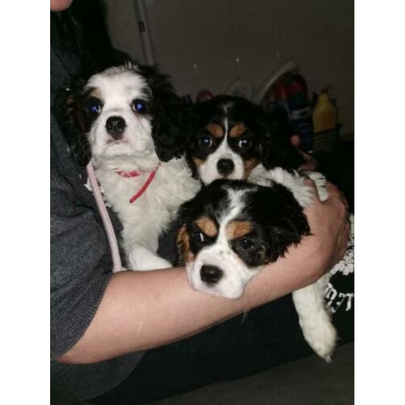 Puppies honden