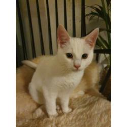 Turkse Van kitten met toebehoren
