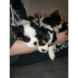 Puppies honden