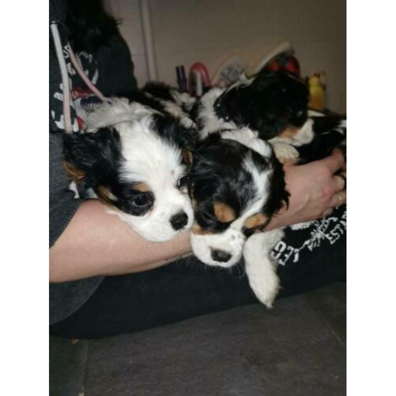 Puppies honden