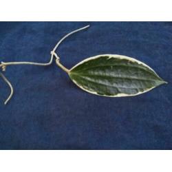 Hoya Macrocarpa Variegata diverse steken