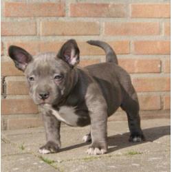 American Bully Micro Pocket Teef Met Stamboom 8weken oud !
