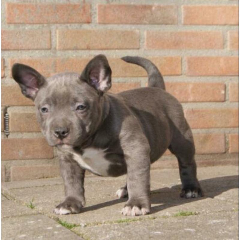 American Bully Micro Pocket Teef Met Stamboom 8weken oud !