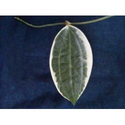 Hoya Macrocarpa Variegata diverse steken