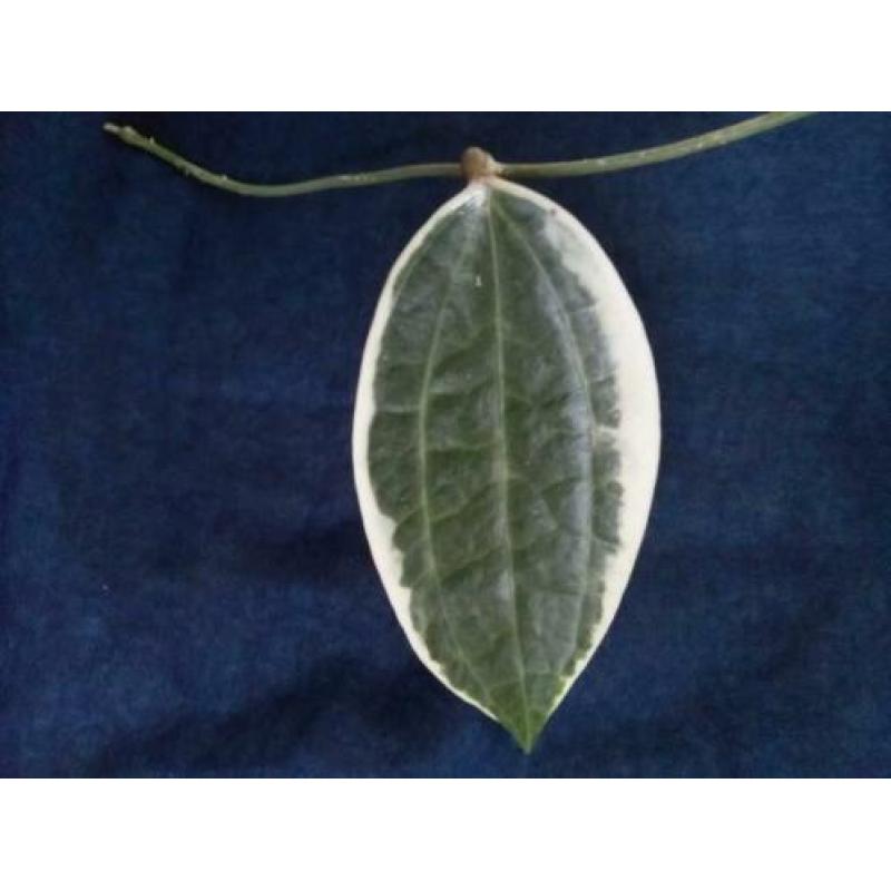 Hoya Macrocarpa Variegata diverse steken