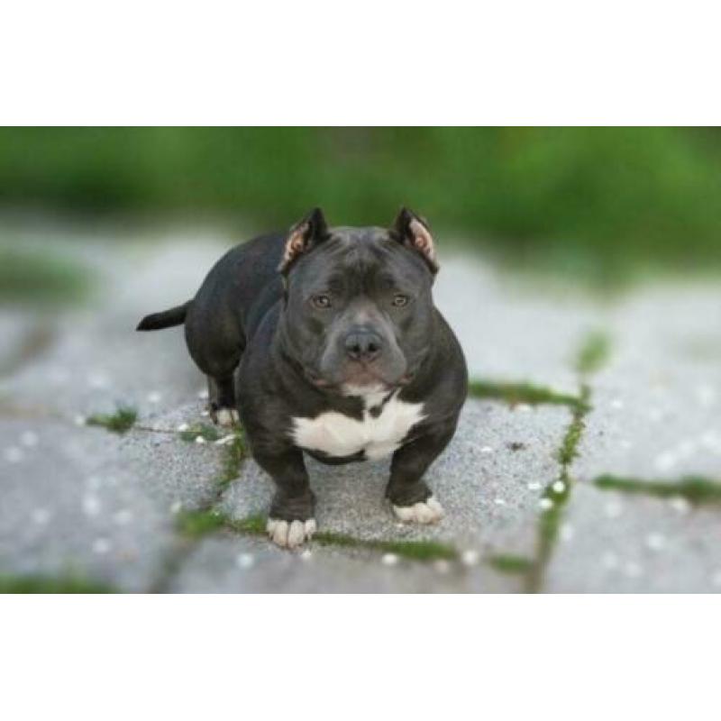 American Bully Micro Pocket Teef Met Stamboom 8weken oud !