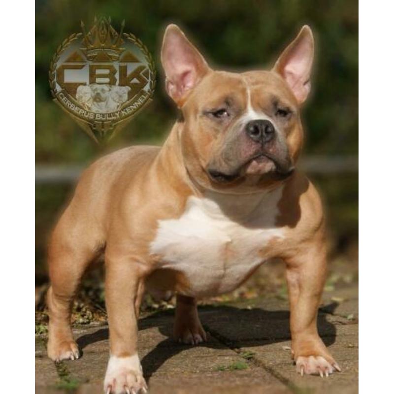 American Bully Micro Pocket Teef Met Stamboom 8weken oud !
