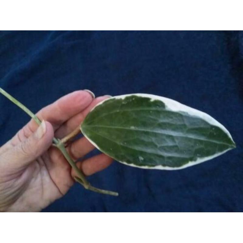Hoya Macrocarpa Variegata diverse steken
