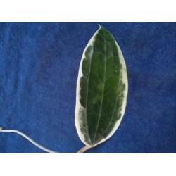 Hoya Macrocarpa Variegata diverse steken