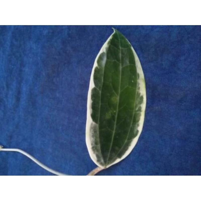 Hoya Macrocarpa Variegata diverse steken