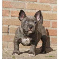 American Bully Micro Pocket Teef Met Stamboom 8weken oud !