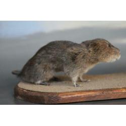 Taxidermie: Paartje opgezette woelratten