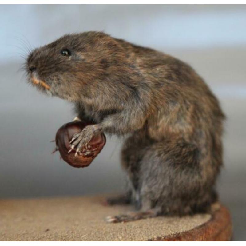 Taxidermie: Paartje opgezette woelratten