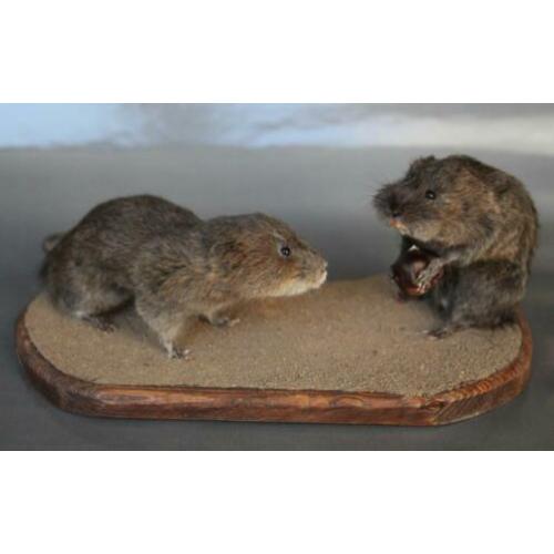 Taxidermie: Paartje opgezette woelratten