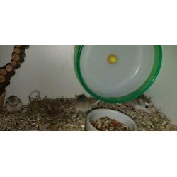 Hier mag hamsteren wel: Dwerghamster, roborovski hamster,