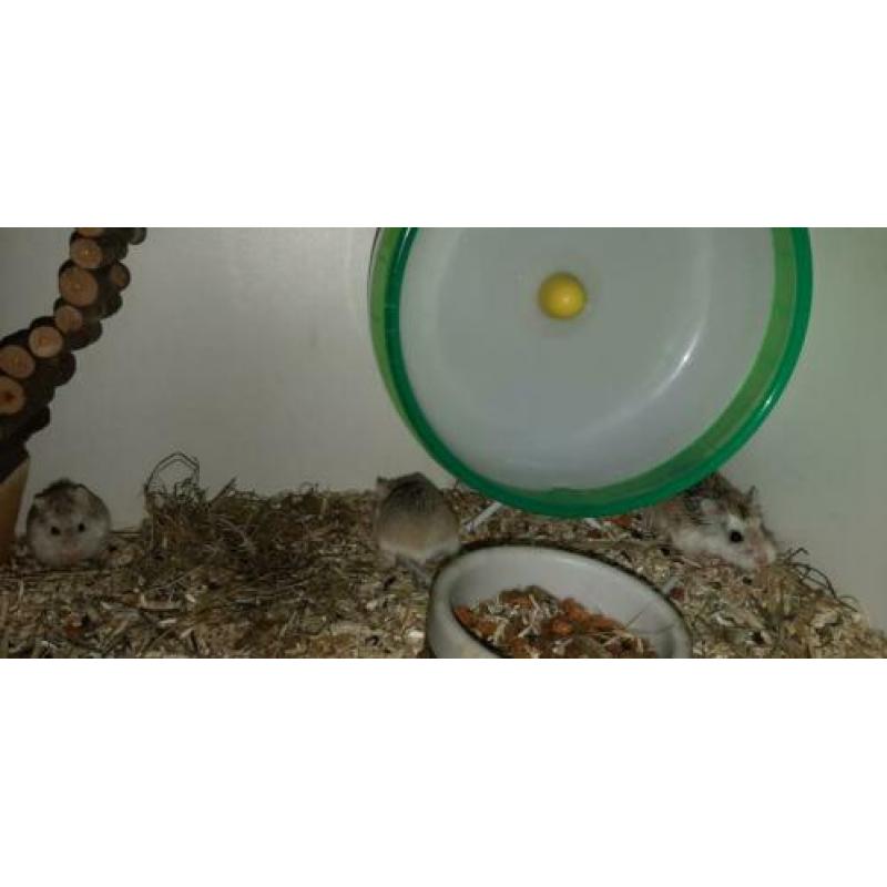 Hier mag hamsteren wel: Dwerghamster, roborovski hamster,