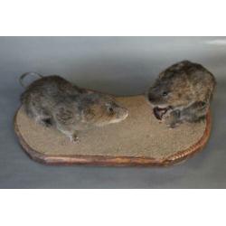 Taxidermie: Paartje opgezette woelratten