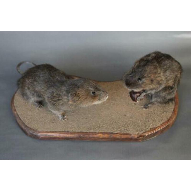 Taxidermie: Paartje opgezette woelratten