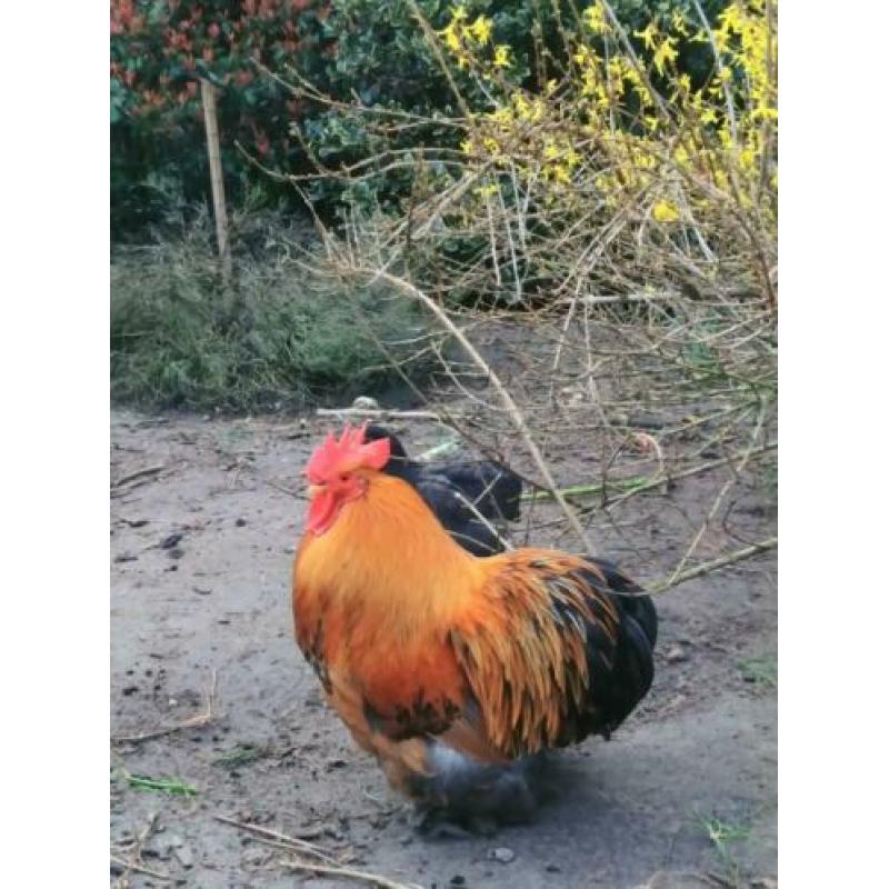 Mooie Cochin Haan te koop of ruilen