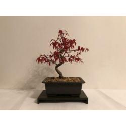 Acer Palmatum Deshojo