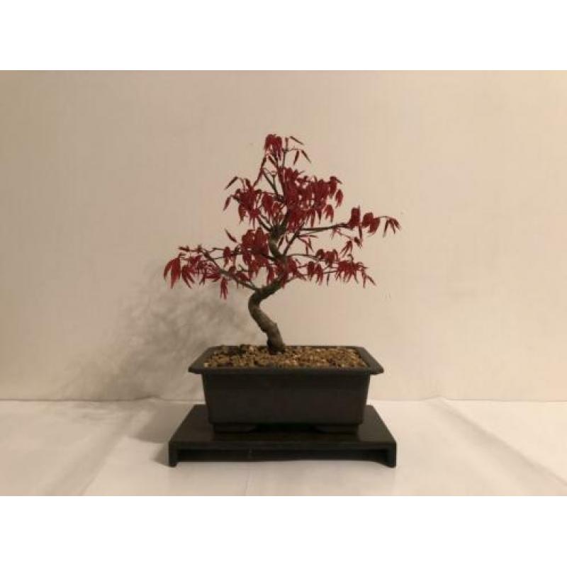 Acer Palmatum Deshojo