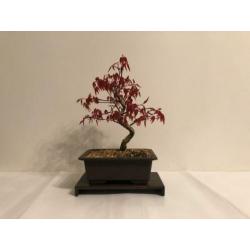 Acer Palmatum Deshojo
