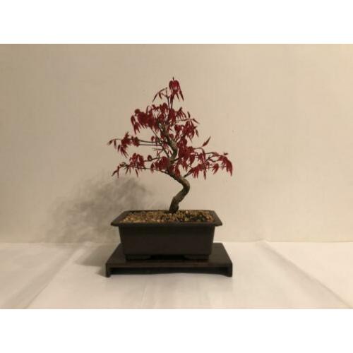 Acer Palmatum Deshojo