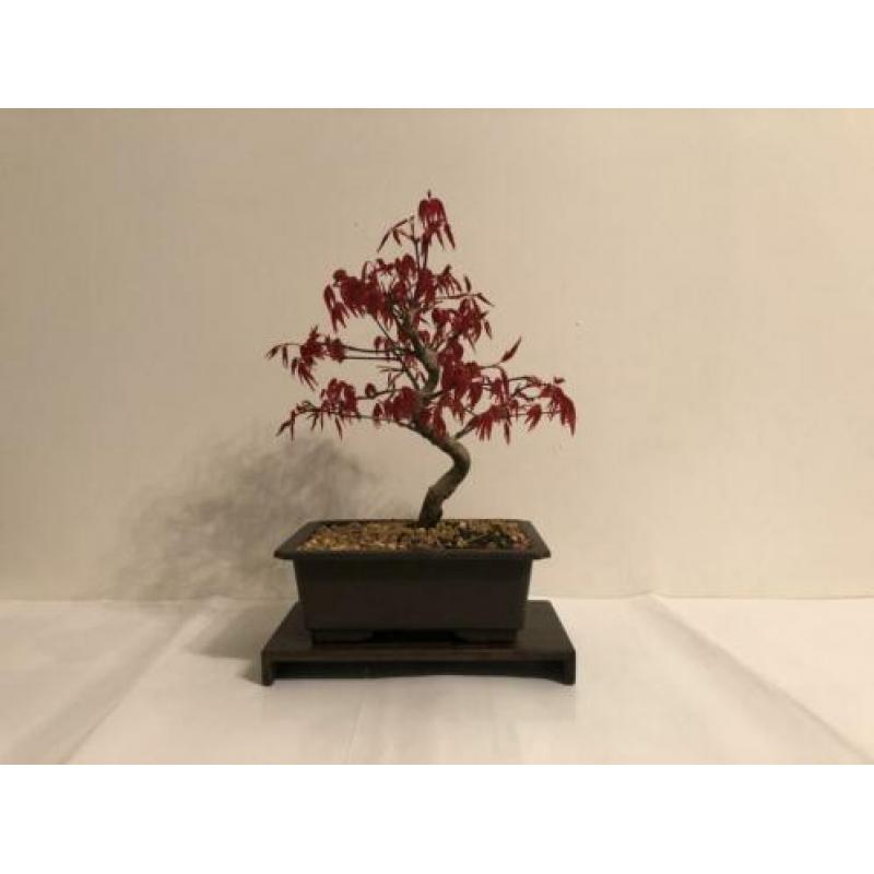 Acer Palmatum Deshojo
