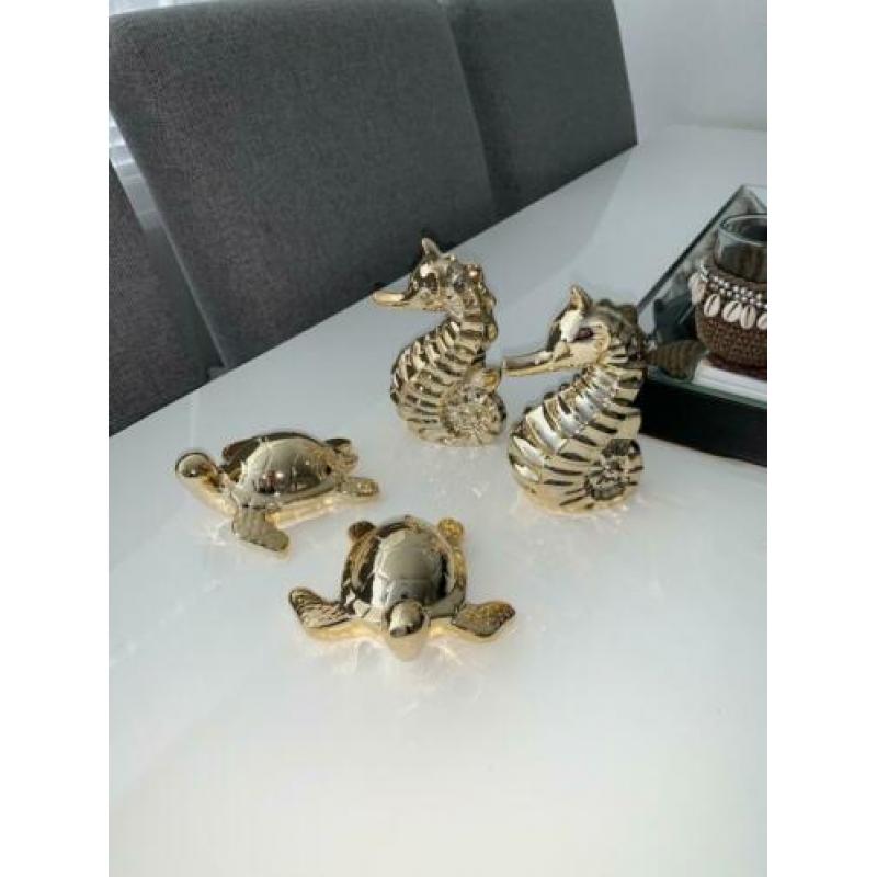 zeepaard en schildpad
