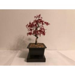 Acer Palmatum Deshojo