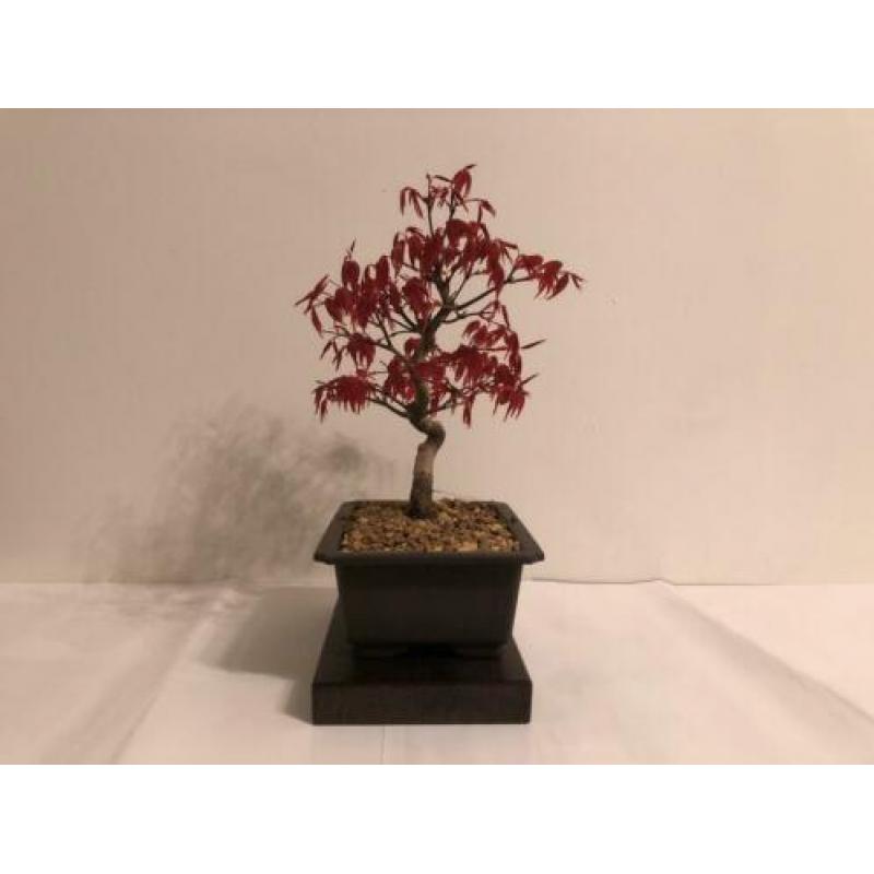 Acer Palmatum Deshojo