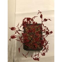 Acer Palmatum Deshojo