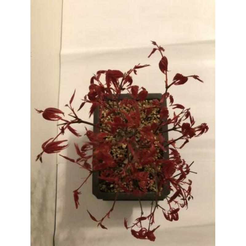 Acer Palmatum Deshojo