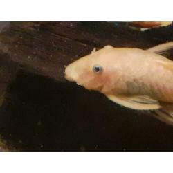 Kweekgroep L144 blue eyes 8 stuks.