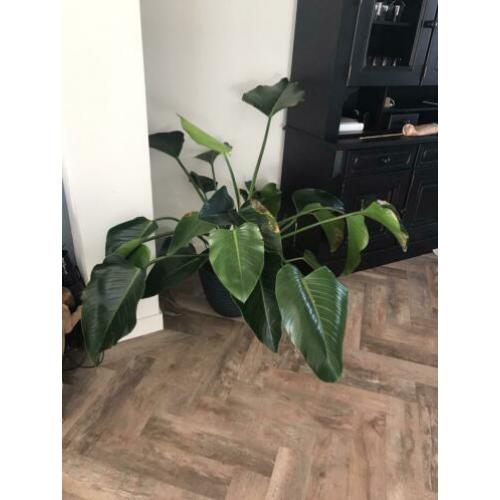 Philondendron