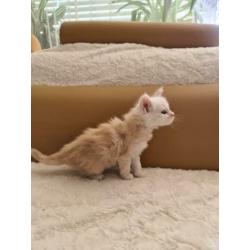 Maine Coon met mooie stamboom