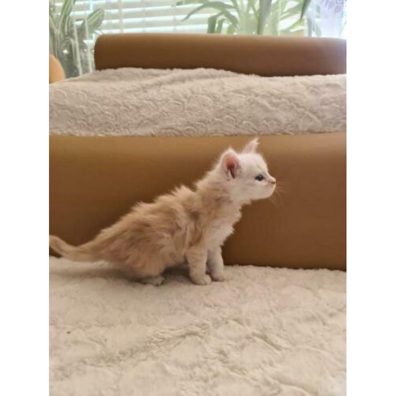 Maine Coon met mooie stamboom