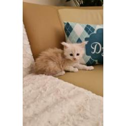Maine Coon met mooie stamboom