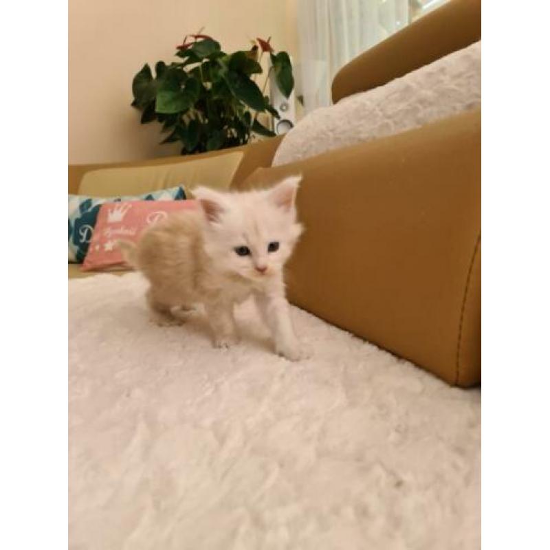 Maine Coon met mooie stamboom