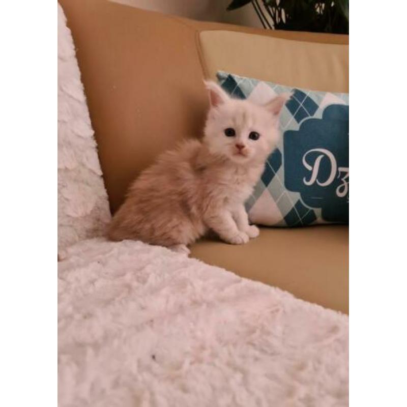 Maine Coon met mooie stamboom