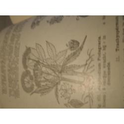 1924 - Flora boek .