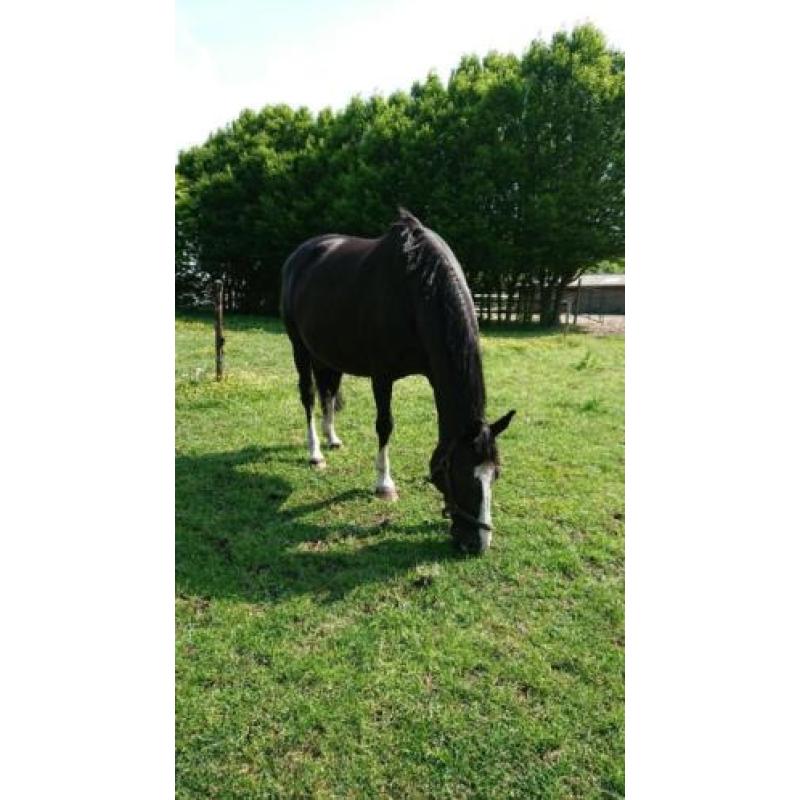 Zwarte fokmerrie, ook wel ruilen tegen jonger paard