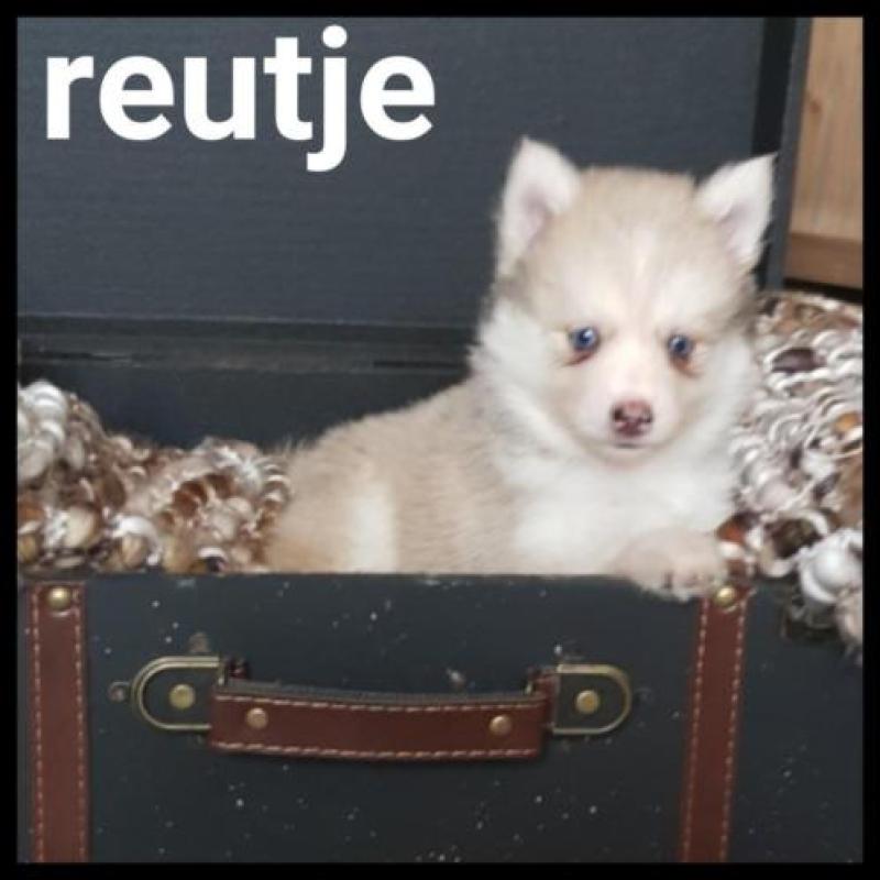 Zeer mooie f1 pomsky dekreu