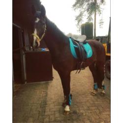 Super brave merrie te koop Kwpn type tuigpaard