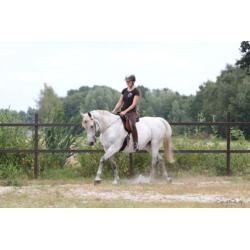 Geweldige merrie te koop